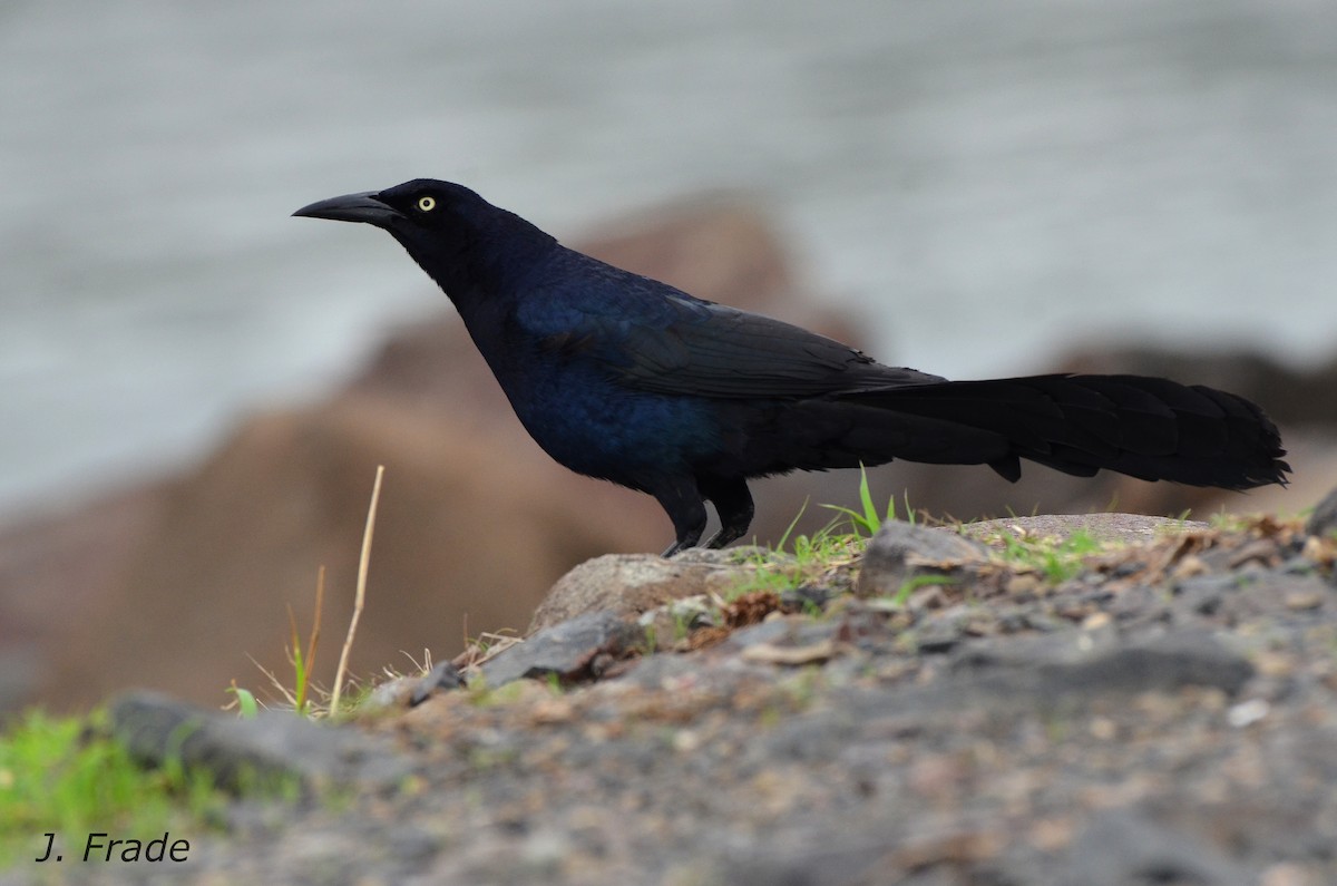 Great-tailed Grackle - José Frade