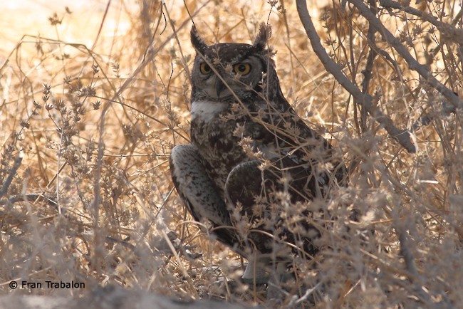 Spotted Eagle-Owl - Fran Trabalon