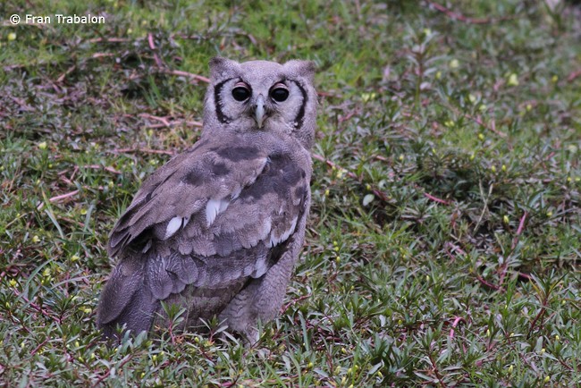 Verreaux's Eagle-Owl - Fran Trabalon
