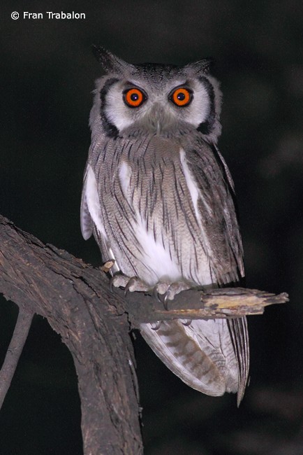 Southern White-faced Owl - Fran Trabalon