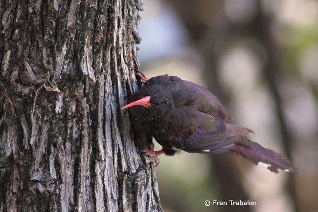 ムラサキモリヤツガシラ（damarensis） eBird