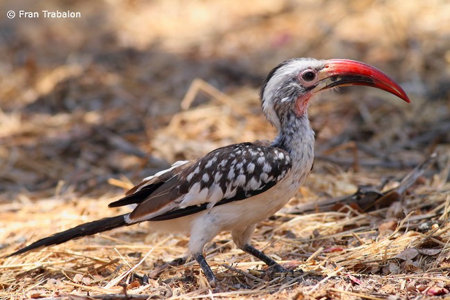 Southern Red-billed Hornbill - Fran Trabalon
