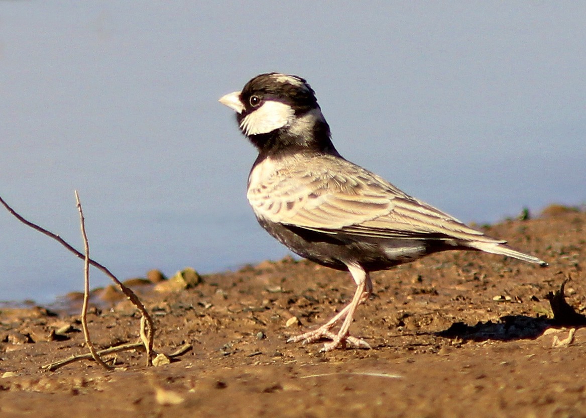 Gray-backed Sparrow-Lark - David Beadle
