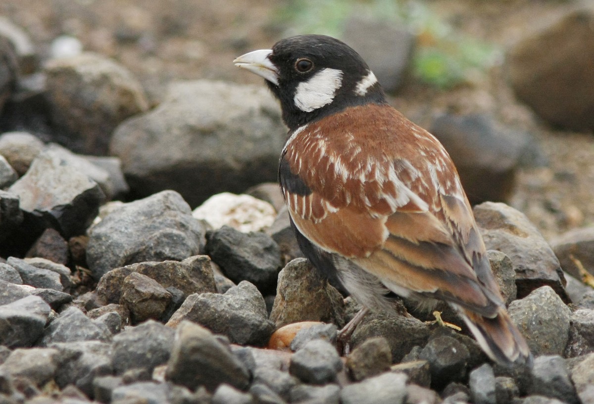 Chestnut-backed Sparrow-Lark - David Beadle
