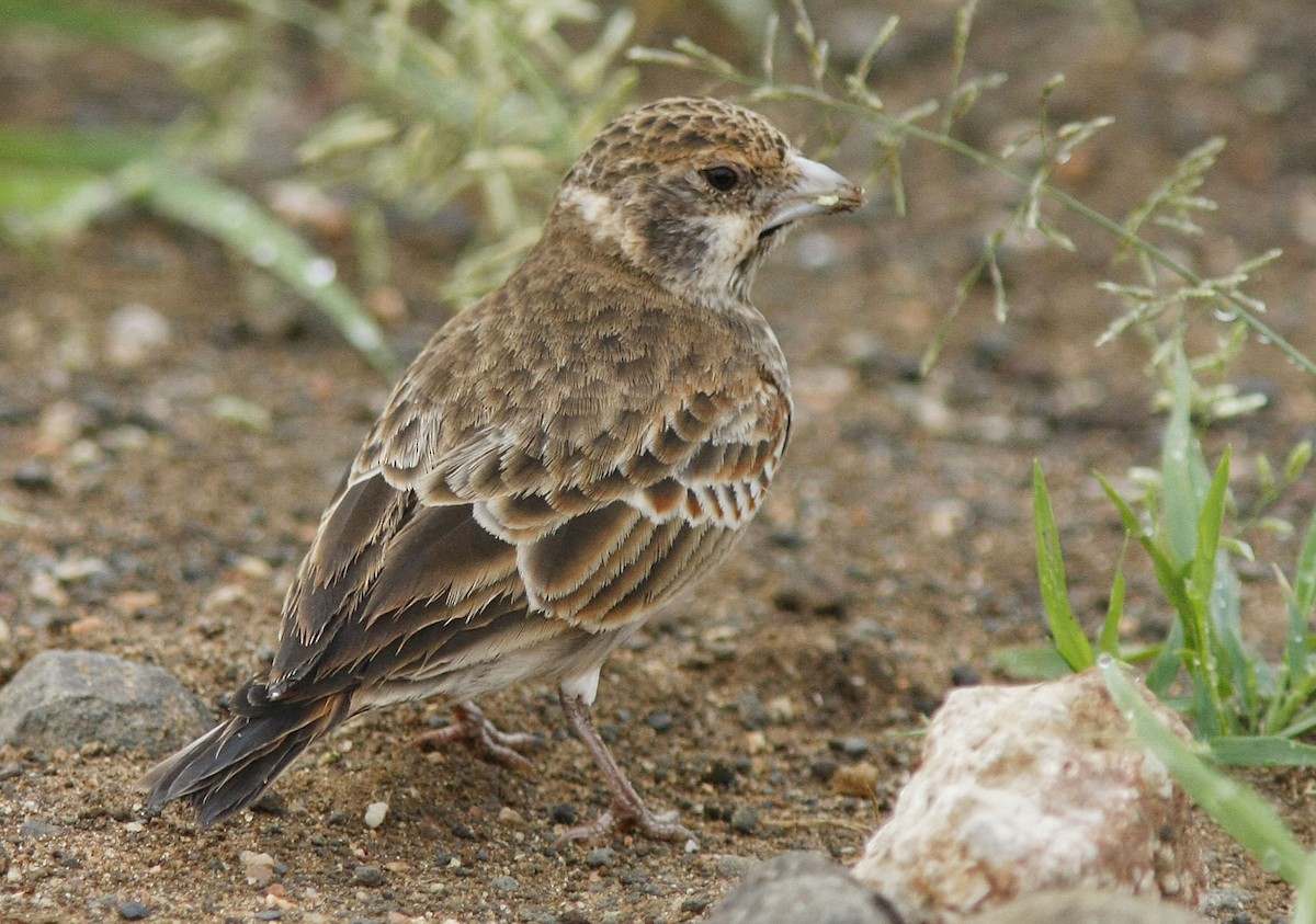 Chestnut-backed Sparrow-Lark - ML205363351