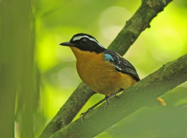 ルリカタツグミヒタキ Ebird
