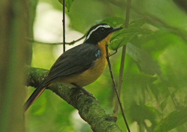 ルリカタツグミヒタキ Ebird
