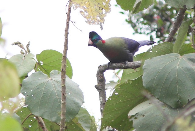 Rwenzori Turaco Ebird