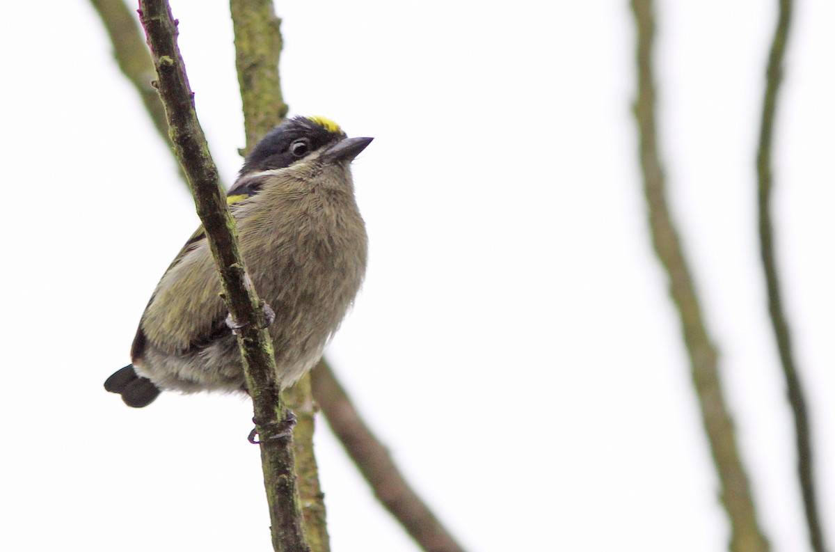 Western Tinkerbird (Eastern) - ML205363601