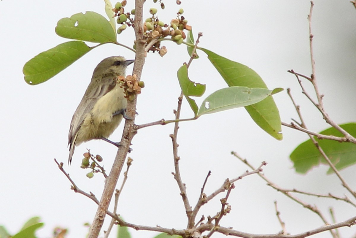 African Penduline-Tit (Yellow-bellied) - ML205363771
