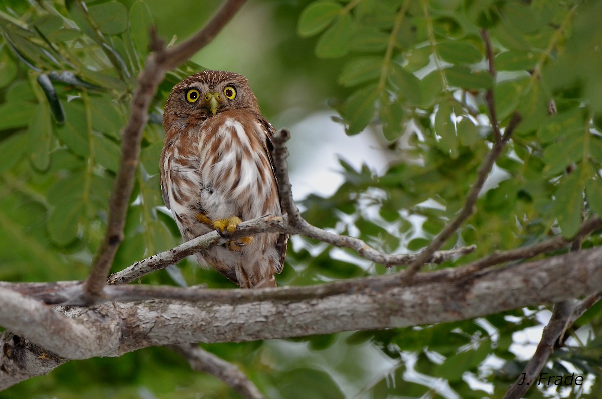 Ferruginous Pygmy-Owl (Ferruginous) - José Frade