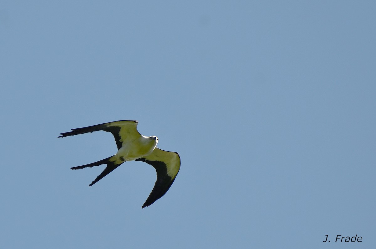 Swallow-tailed Kite - José Frade