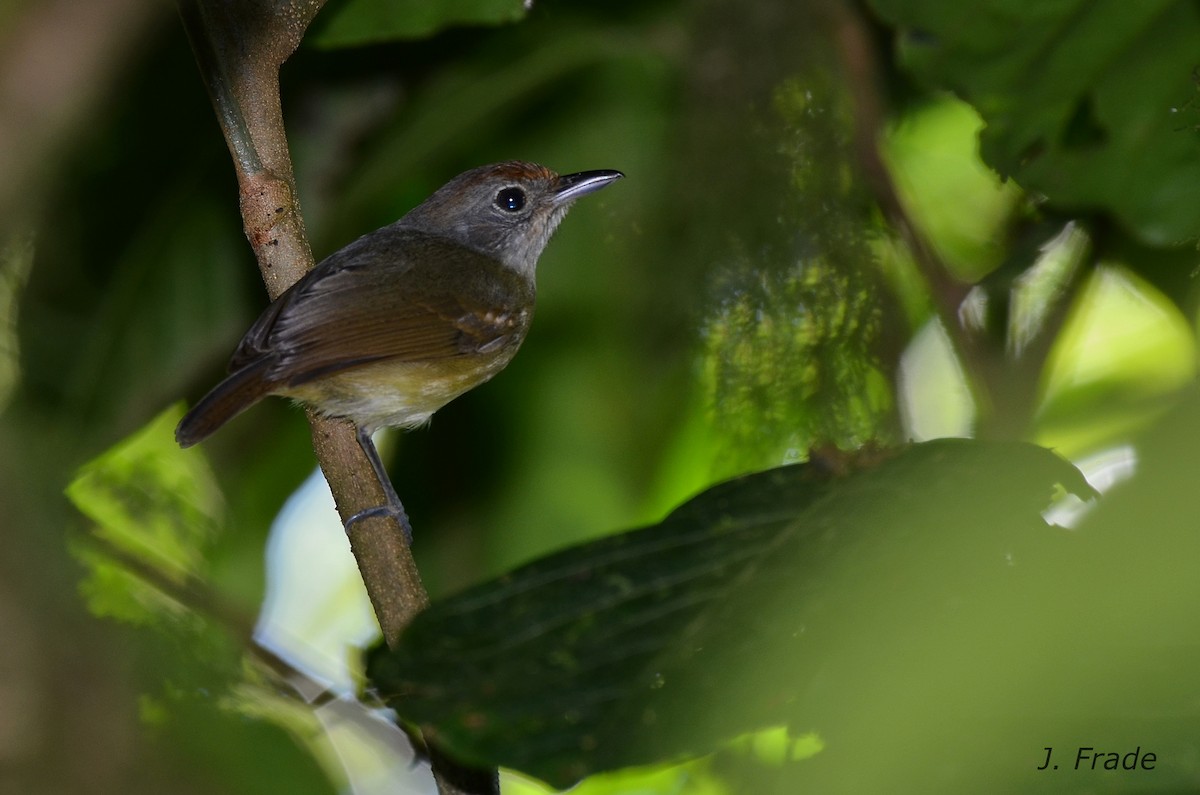 Tawny-crowned Greenlet - ML205364451