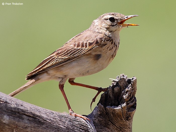 African Pipit (African) - Fran Trabalon