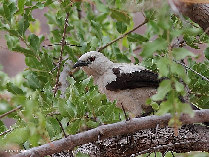 Southern Pied-Babbler - ML205365321