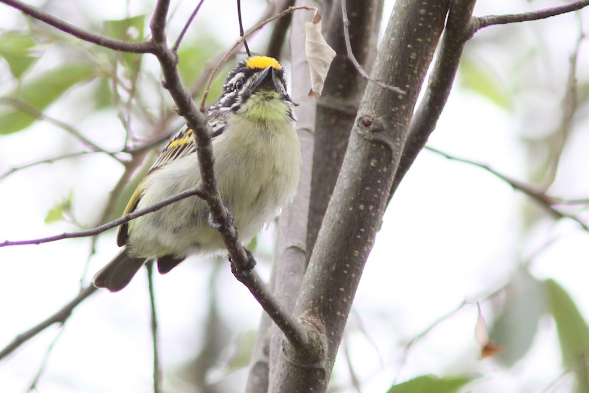 Yellow-fronted Tinkerbird - ML205365591