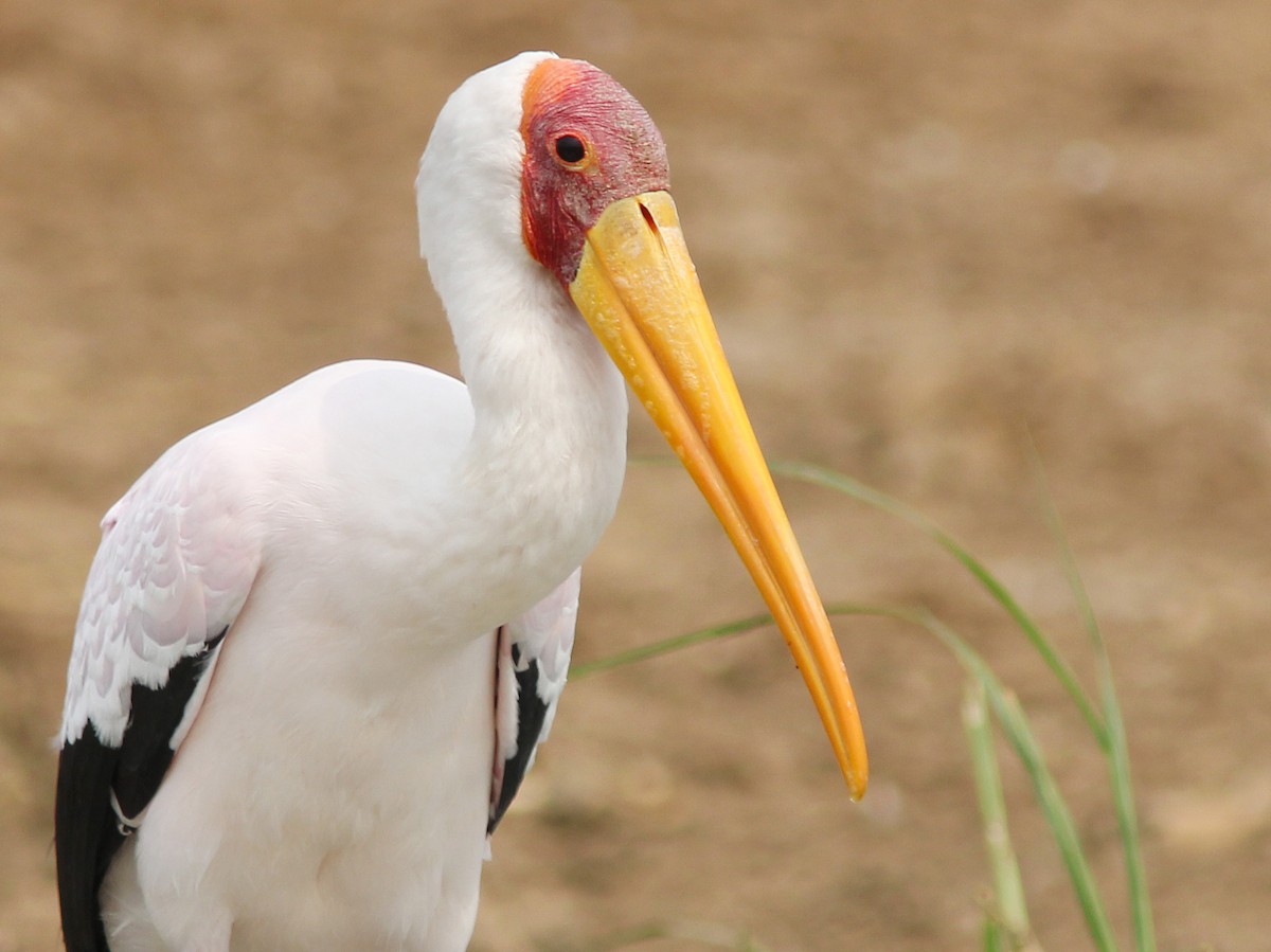 Yellow-billed Stork - David Beadle