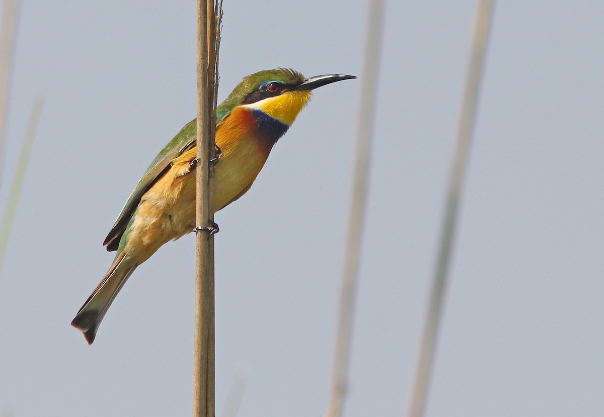 Blue-breasted Bee-eater - ML205365931