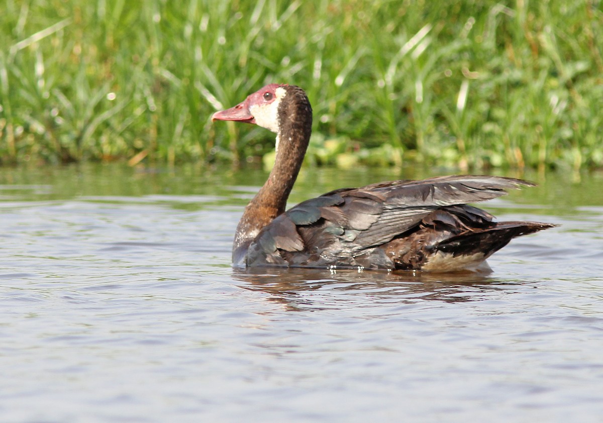 Spur-winged Goose (Northern) - ML205365941
