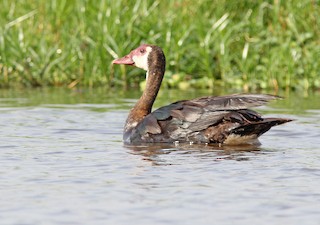 Spur-winged Goose (Northern), ML205365941