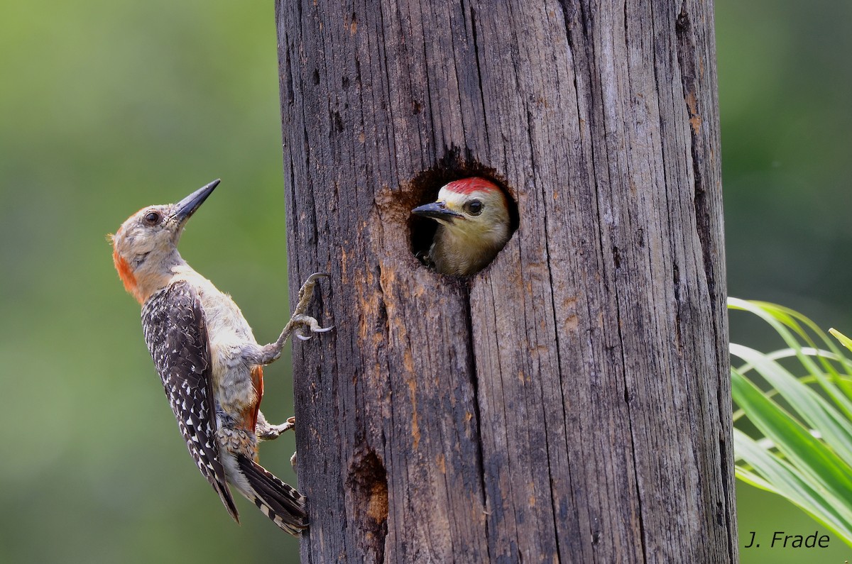 Red-crowned Woodpecker - ML205366421