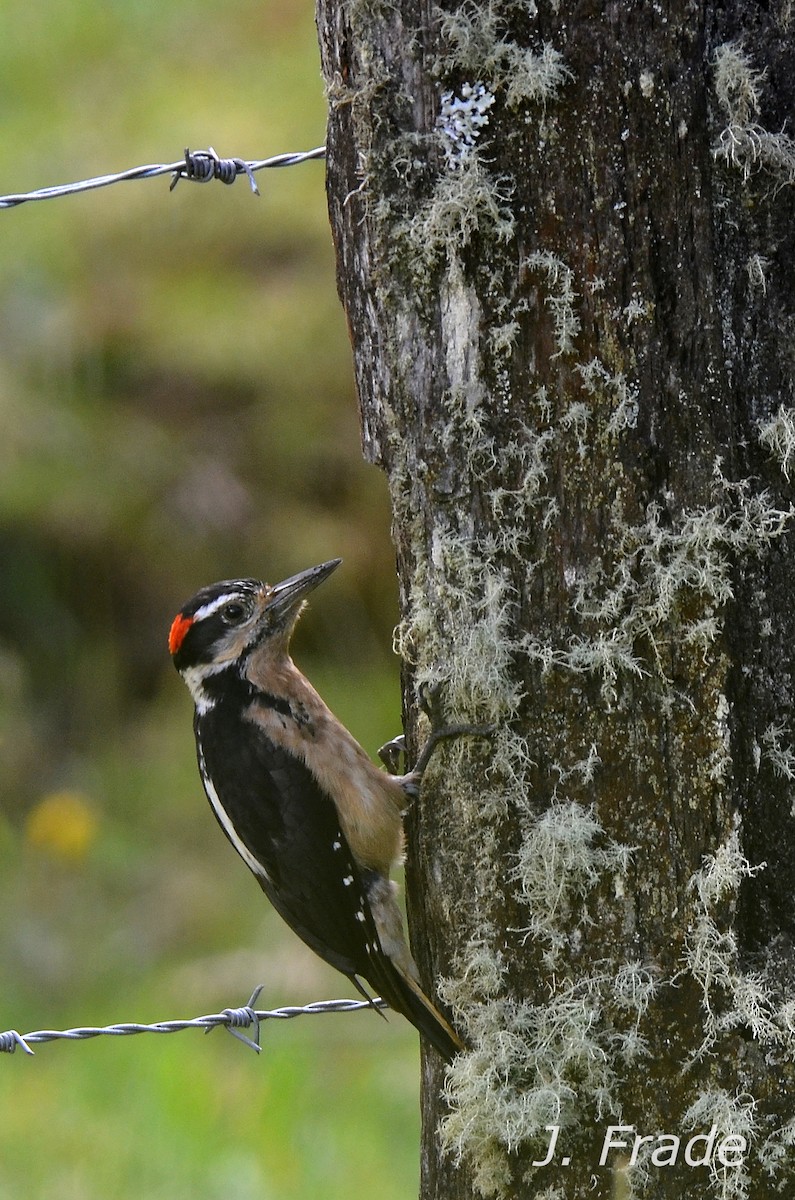 Hairy Woodpecker - José Frade