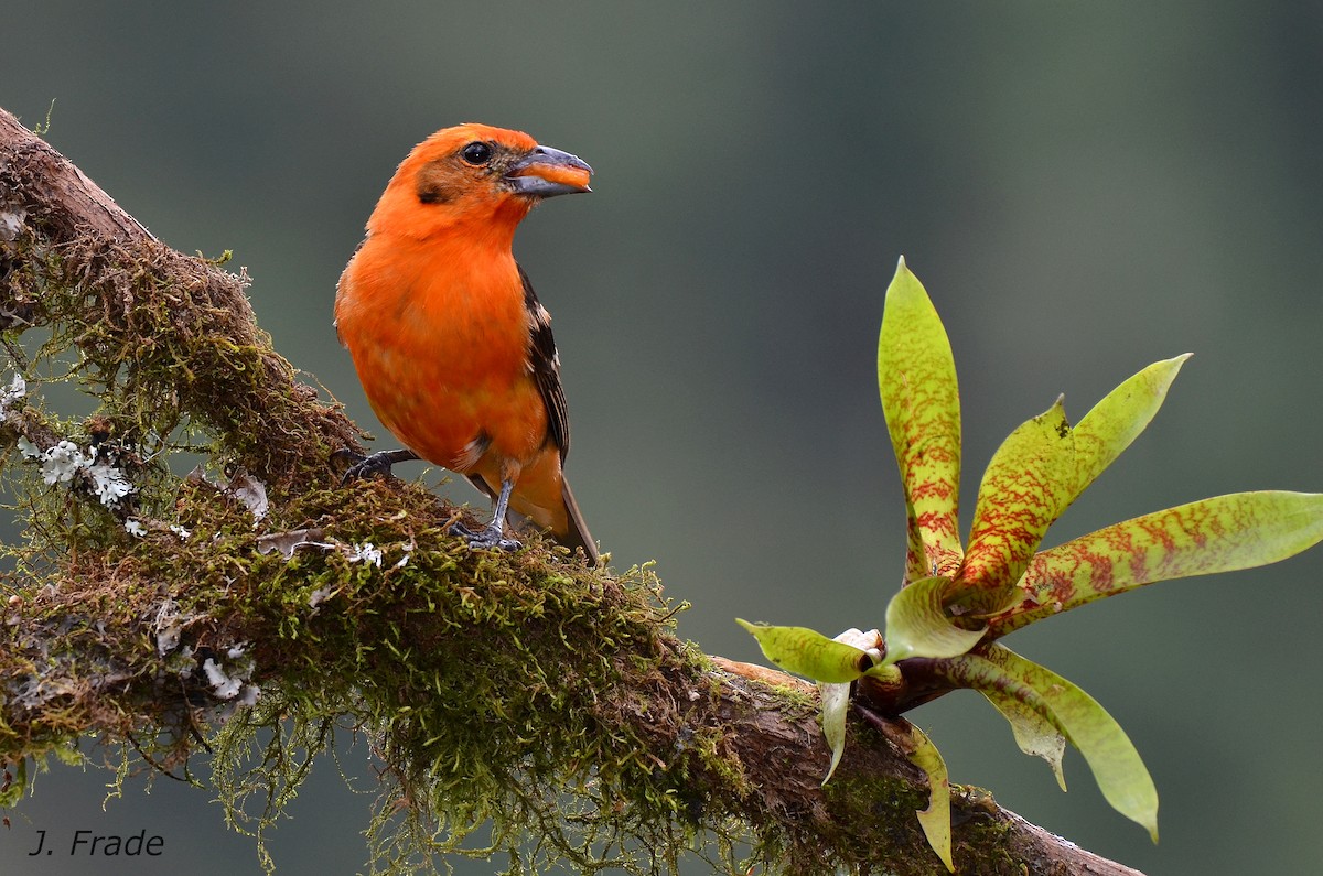 Flame-colored Tanager - José Frade