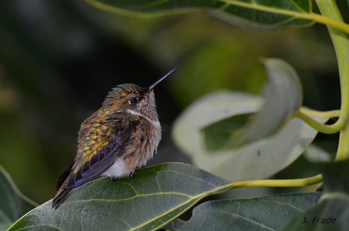 Scintillant Hummingbird - José Frade