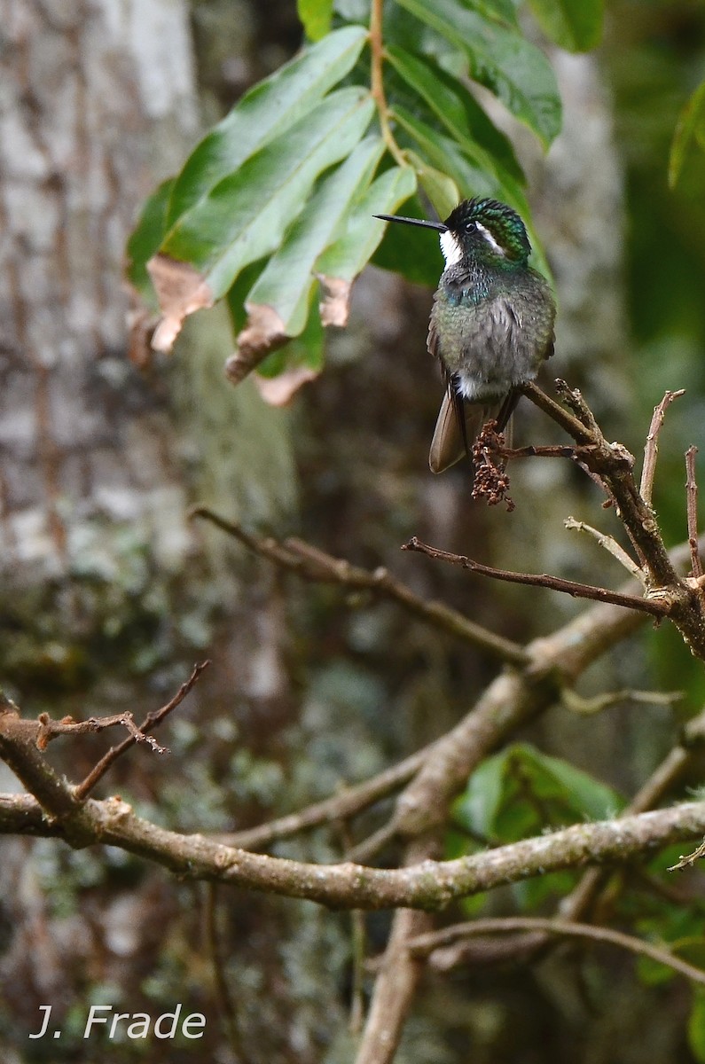 White-throated Mountain-gem (Blue-tailed) - José Frade