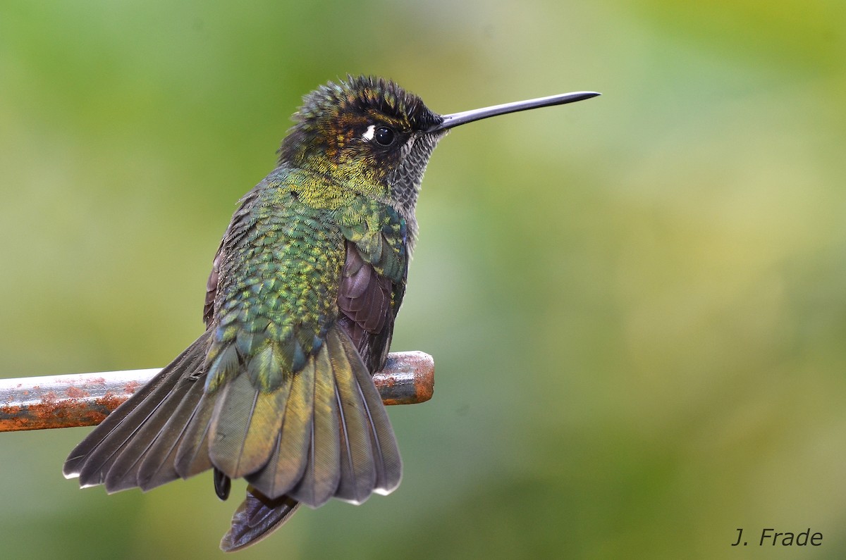 Talamanca Hummingbird - José Frade