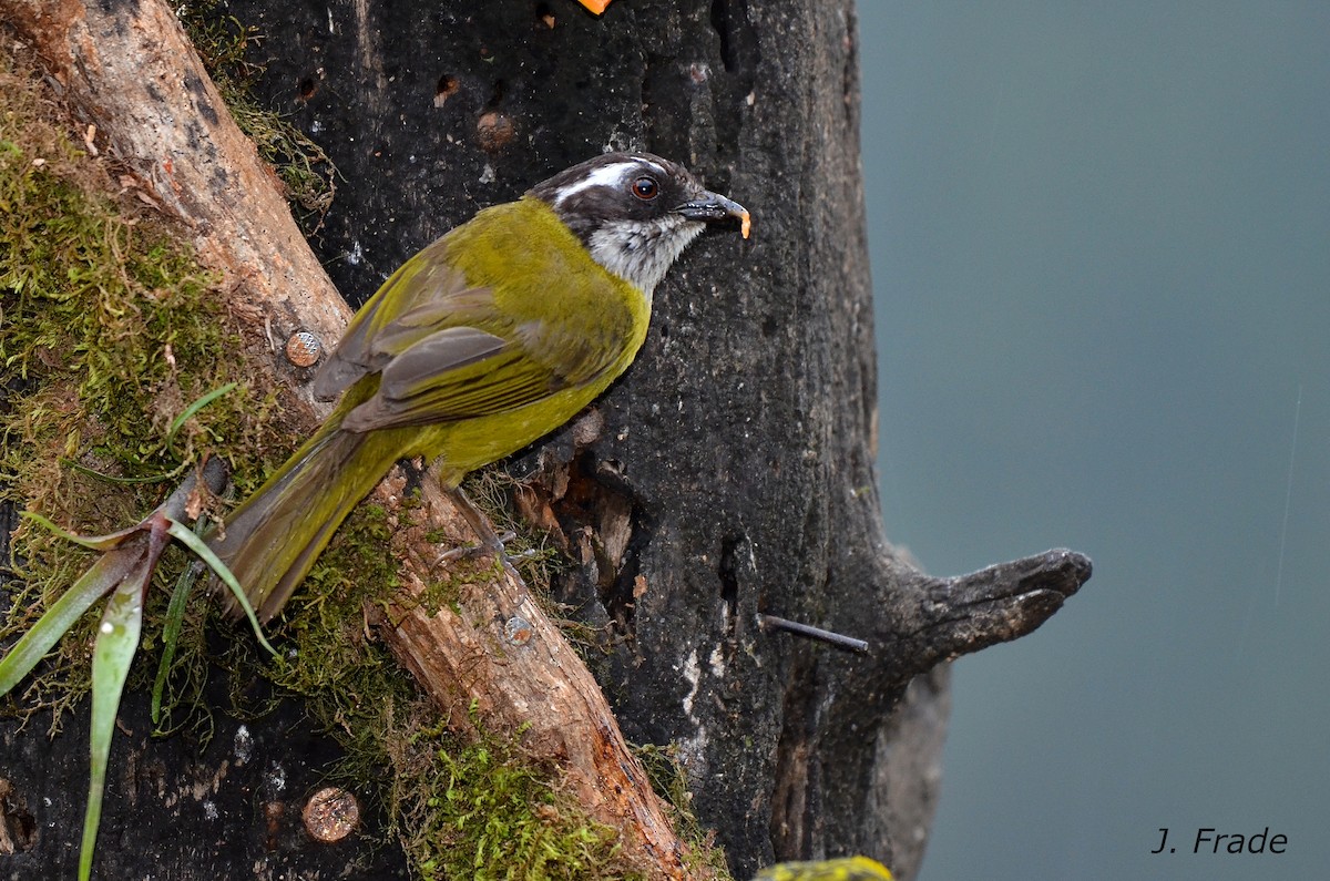 Sooty-capped Chlorospingus - José Frade