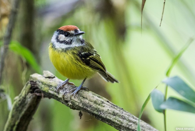 Photos - Rufous-crowned Tody-Flycatcher - Poecilotriccus ruficeps ...