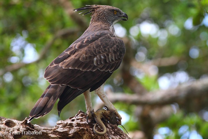 Changeable Hawk-Eagle (Crested) - ML205367521
