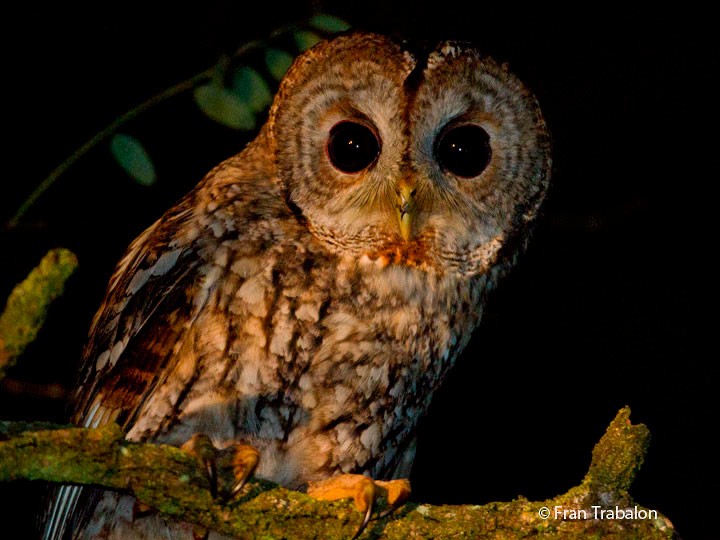 Tawny Owl - Fran Trabalon