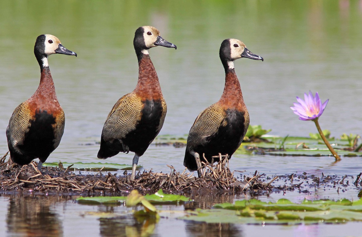 White-faced Whistling-Duck - David Beadle