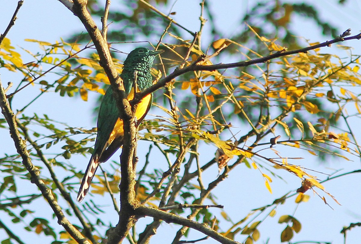 African Emerald Cuckoo - David Beadle