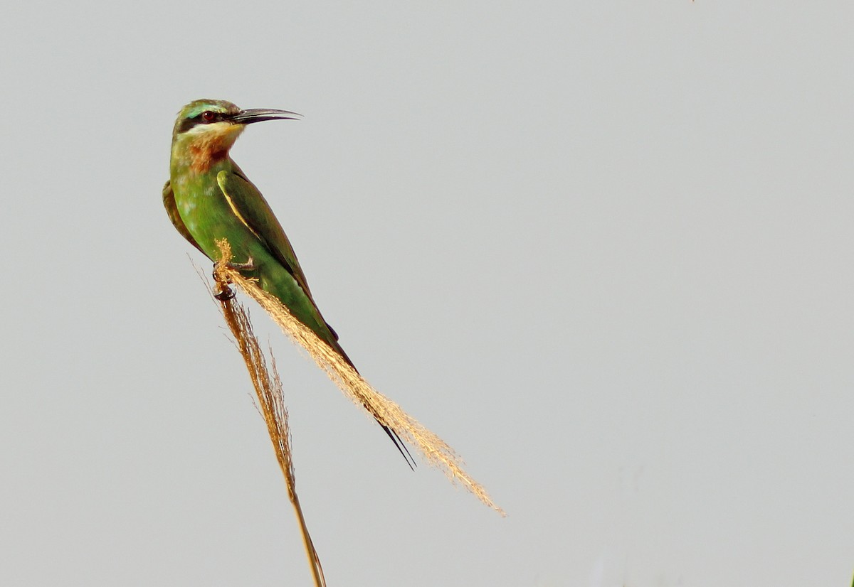 Blue-cheeked Bee-eater - David Beadle