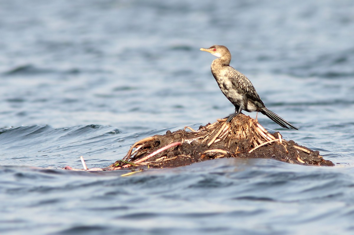 Long-tailed Cormorant - David Beadle