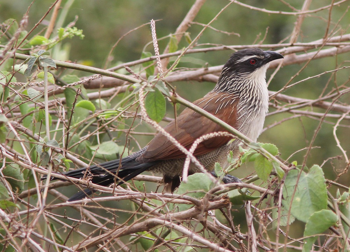 White-browed Coucal (White-browed) - David Beadle