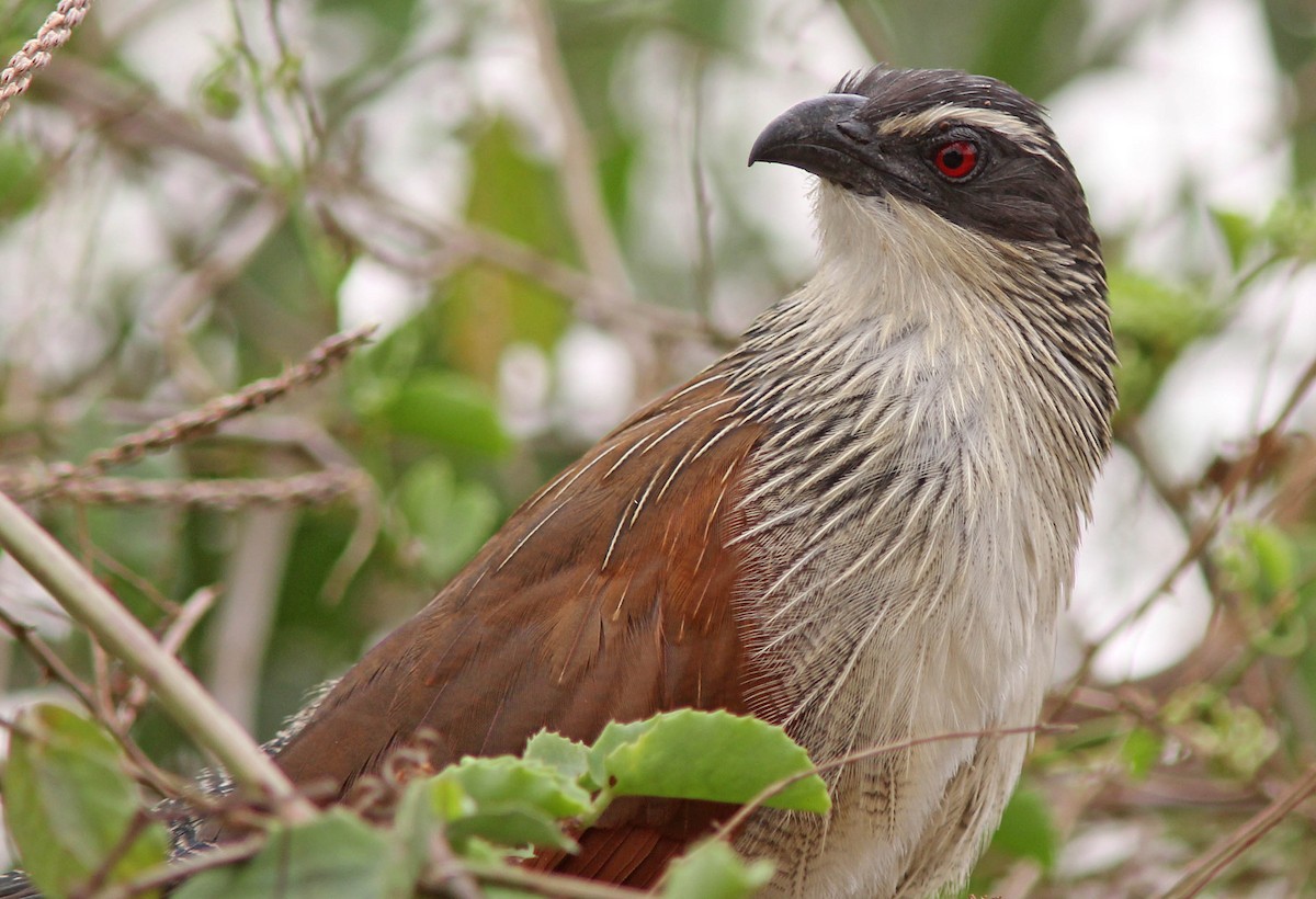 White-browed Coucal (White-browed) - ML205367831
