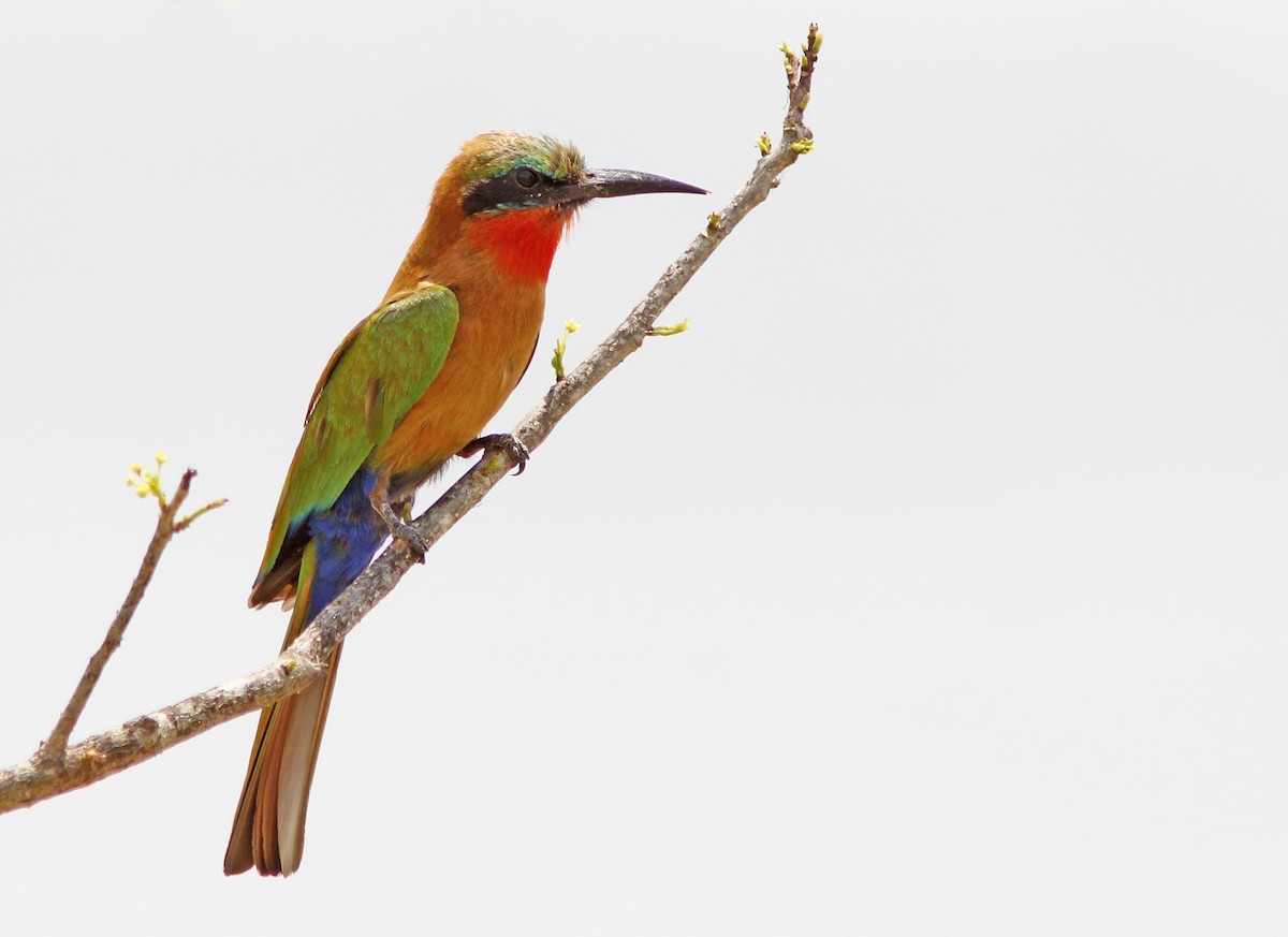 Red-throated Bee-eater - David Beadle