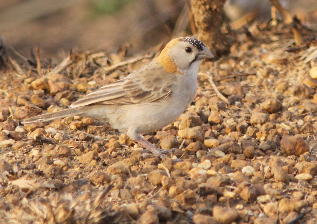Speckle-fronted Weaver - ML205367921