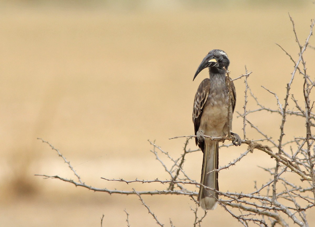 African Gray Hornbill - David Beadle