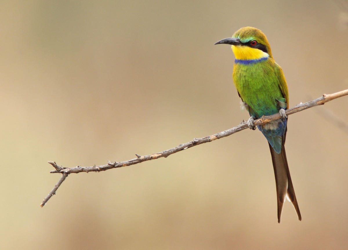 Swallow-tailed Bee-eater - ML205368071