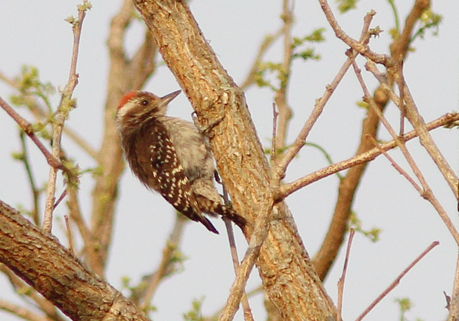Brown-backed Woodpecker - ML205368151