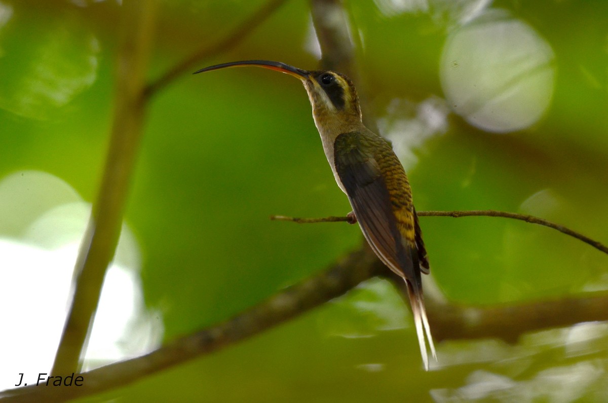 Long-billed Hermit (Central American) - ML205368301