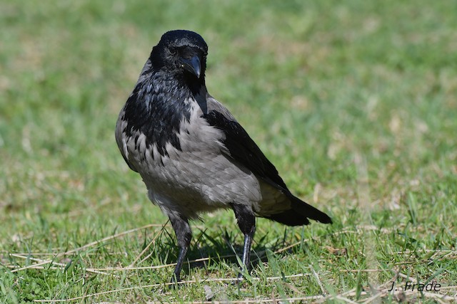 ズキンガラス Cornix グループ Ebird