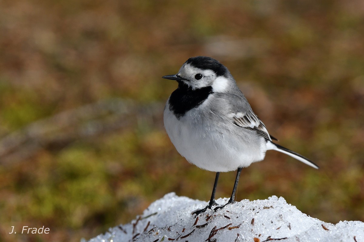 White Wagtail - José Frade