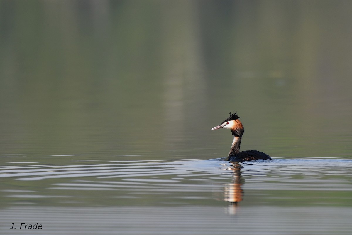 Great Crested Grebe - José Frade