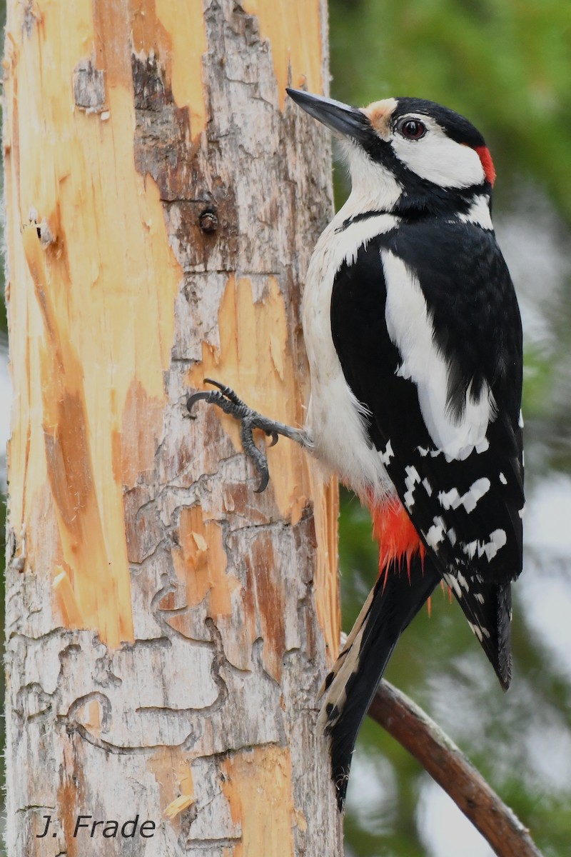 Great Spotted Woodpecker - José Frade